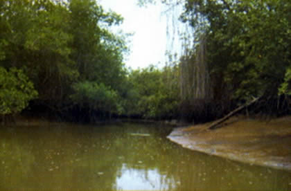 EL MANGLAR 01