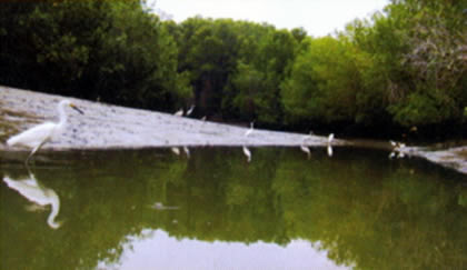 EL MANGLAR 04