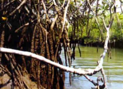 EL MANGLAR 05