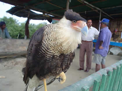 GEORGE LA MASCOTA DE ASEXTRHI NE M 04