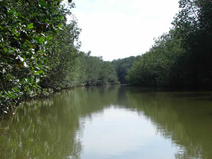 SANTUARIO NACIONAL LOS MANGLARES DE TUMBES 01