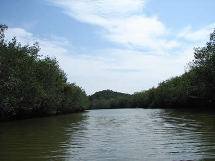 SANTUARIO NACIONAL LOS MANGLARES DE TUMBES 02