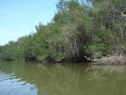 SANTUARIO NACIONAL LOS MANGLARES DE TUMBES 03