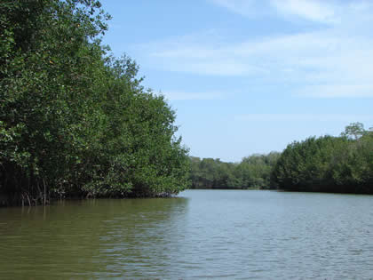 SANTUARIO NACIONAL LOS MANGLARES DE TUMBES 05