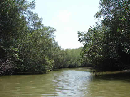 SANTUARIO NACIONAL LOS MANGLARES DE TUMBES 07