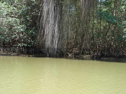 SANTUARIO NACIONAL LOS MANGLARES DE TUMBES 08